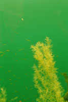 Im Unterwasser-Observatorium